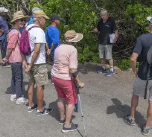 Visite ornithologique dans la mangrove_Nouméa